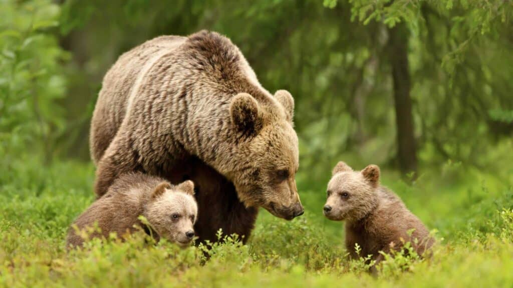 Bear and two cubs in the forest