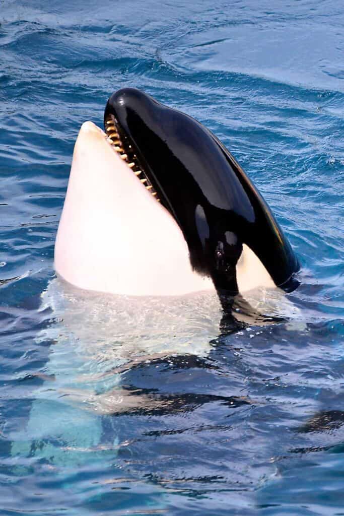 Killer Whale, orcinus orca, Adult breaching