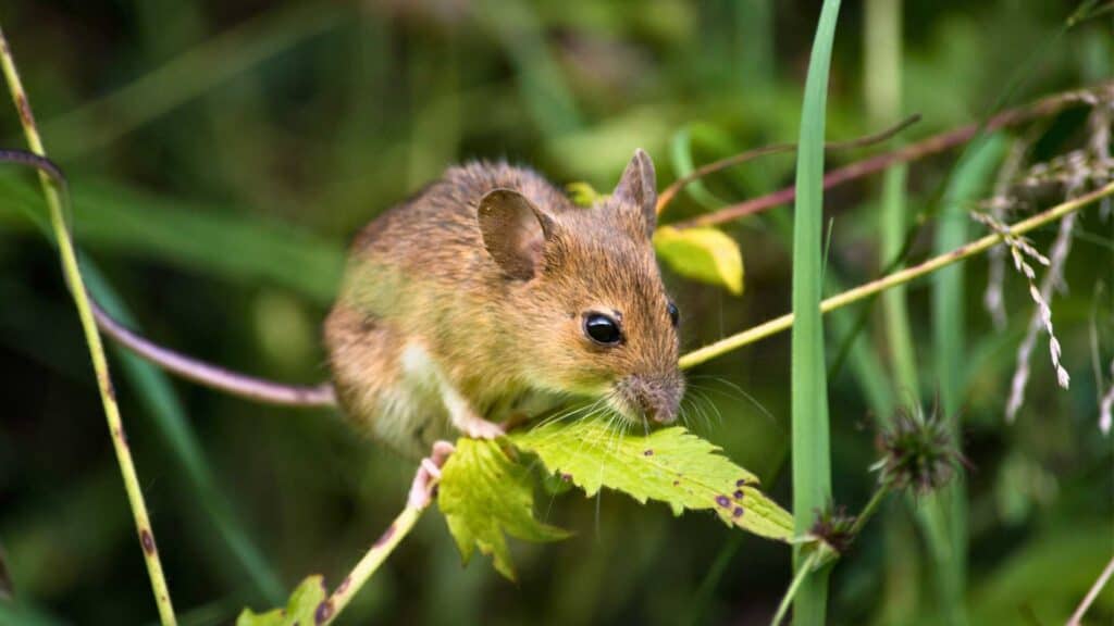 a mouse on a leaf