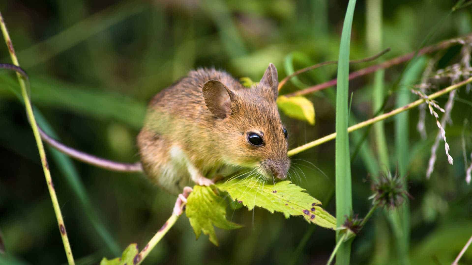 Embrace the Mouse Spirit Animal for Mindful Living