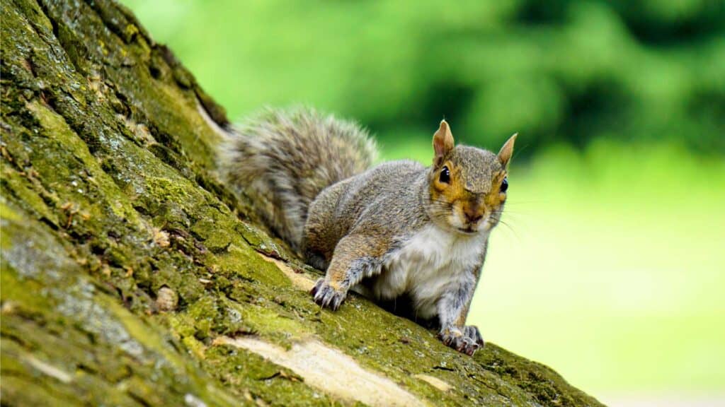 Grey Squirrel on Wooden Trunk during Daytime