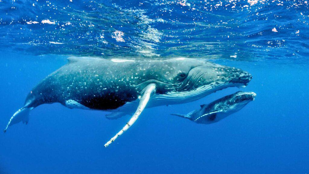 Whale with her calf