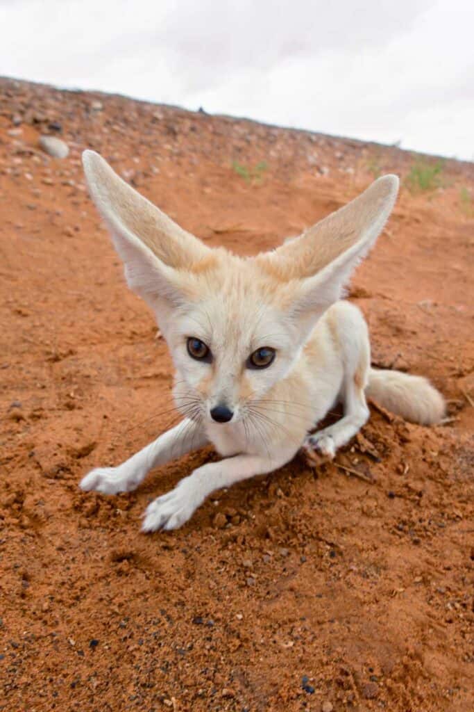 desert fox with large ears