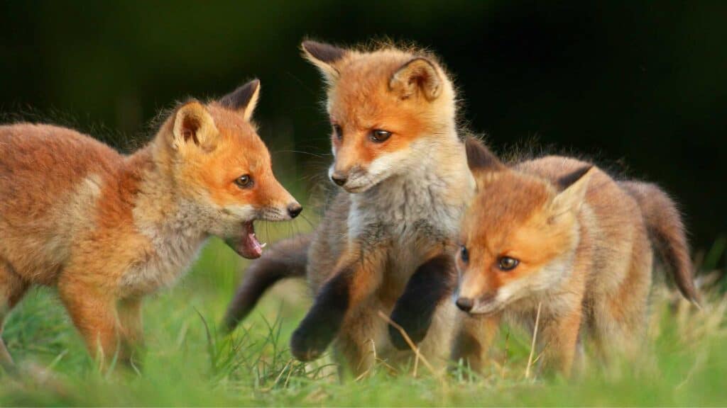 fox cubs playing fox spirit anima meaning