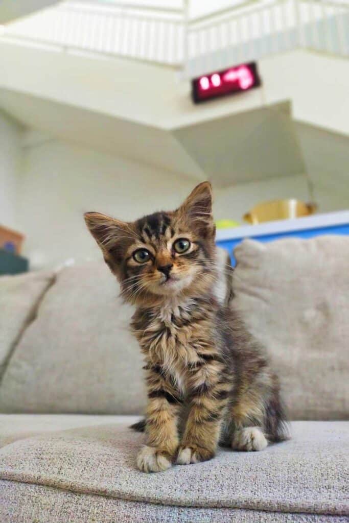 Cute kitten sitting on a sofa