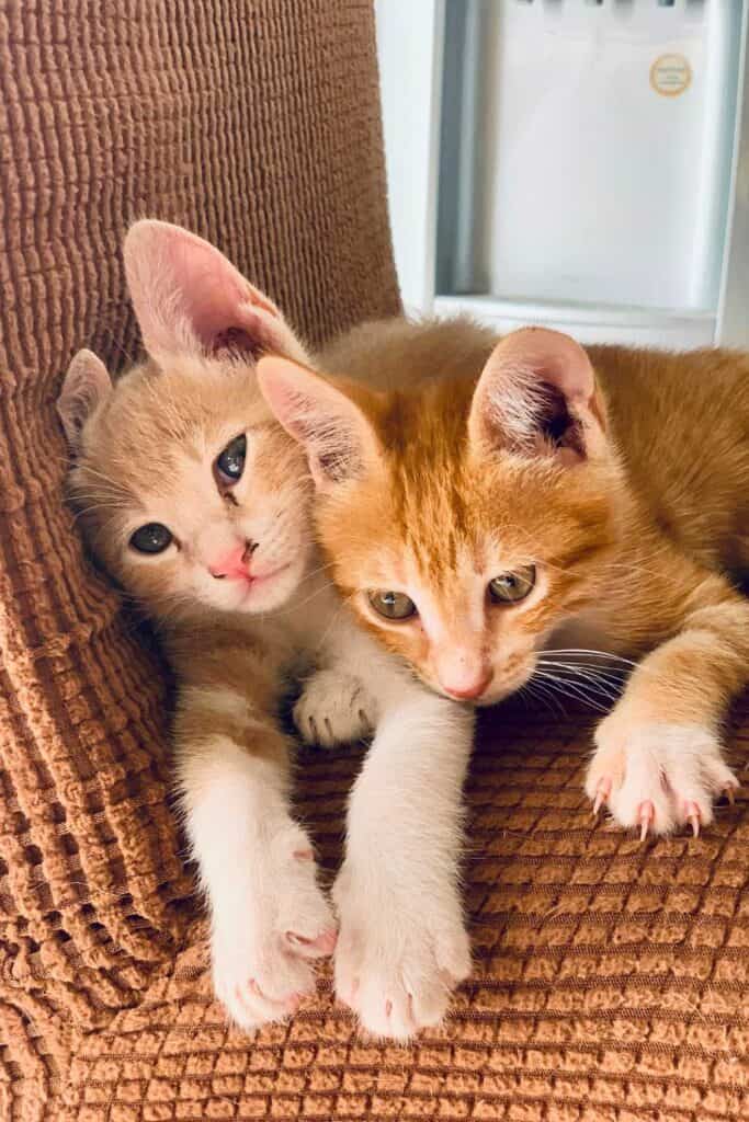 Two ginger kittens on a chair