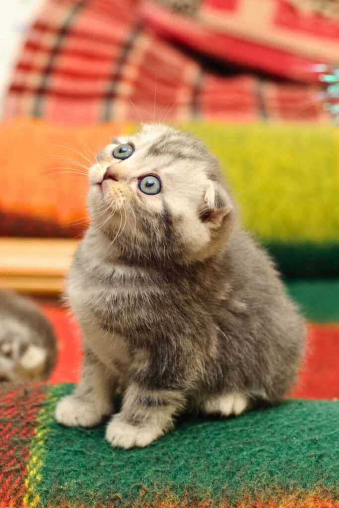 cute kitten on a colorful blanket