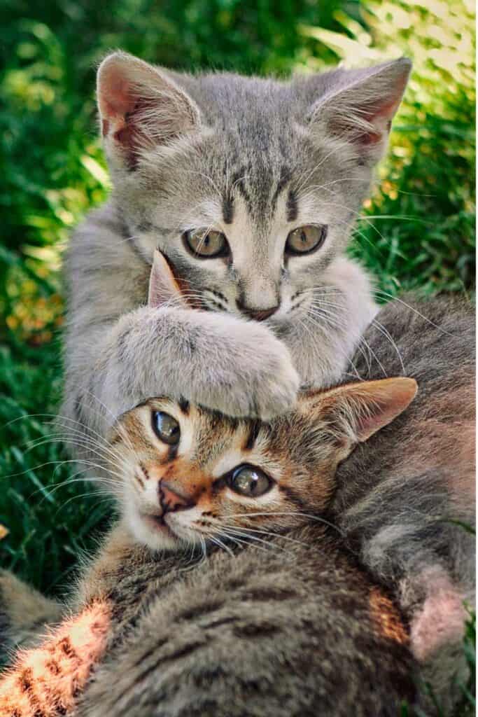 two kittens having a cuddle