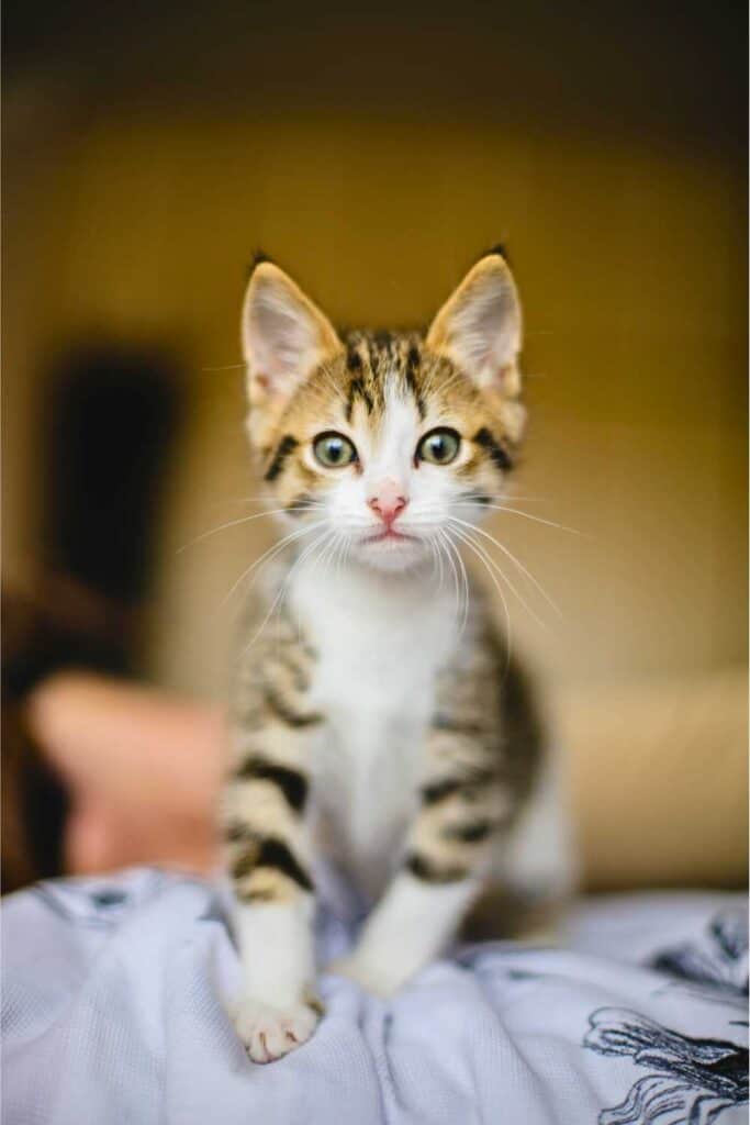 cut kitten on a bed