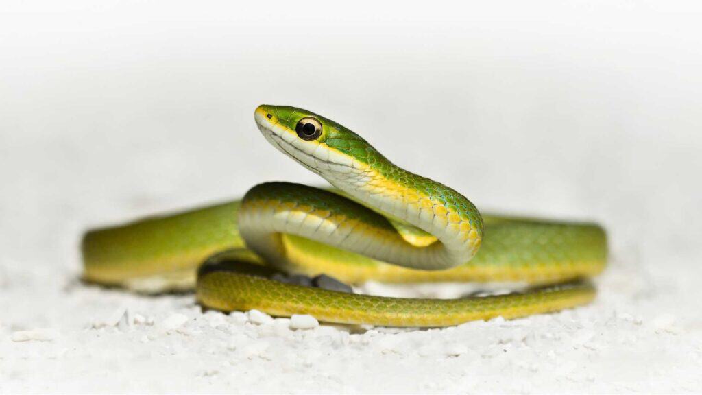 Rough green snake on white gravel