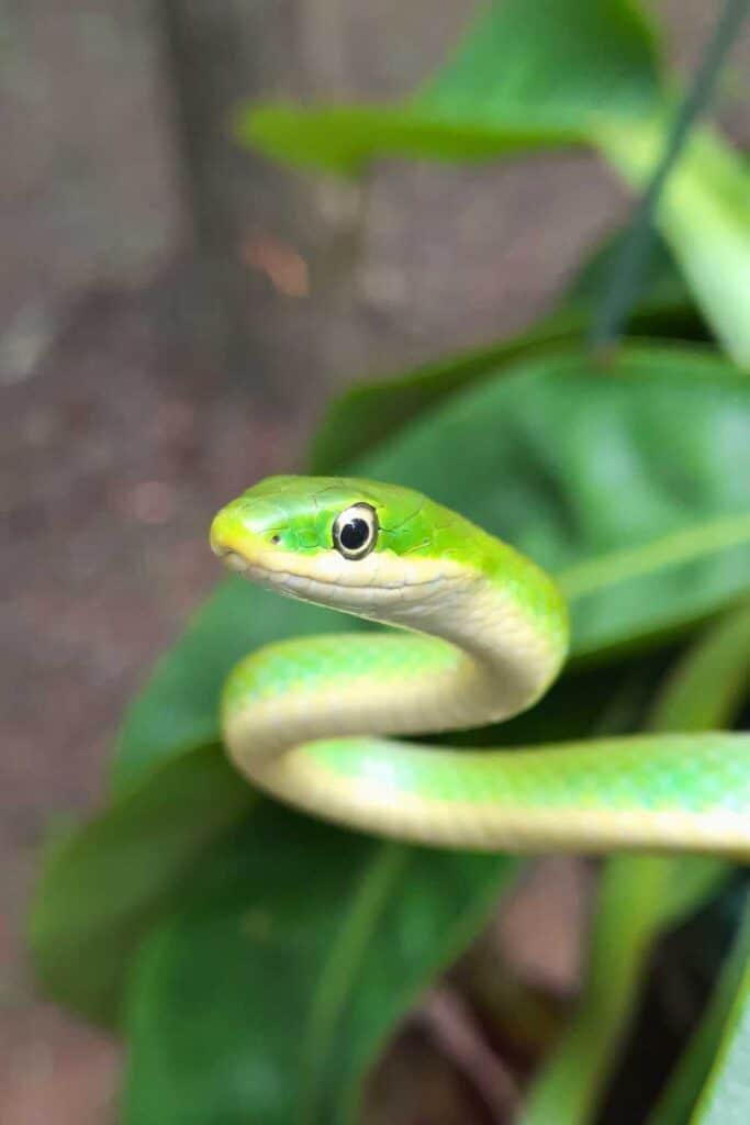 cute green snake