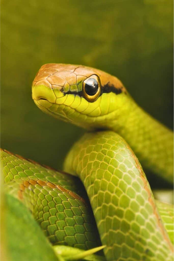 green and brown snake close up