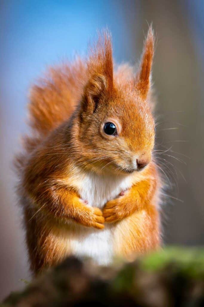 cute red squirrel