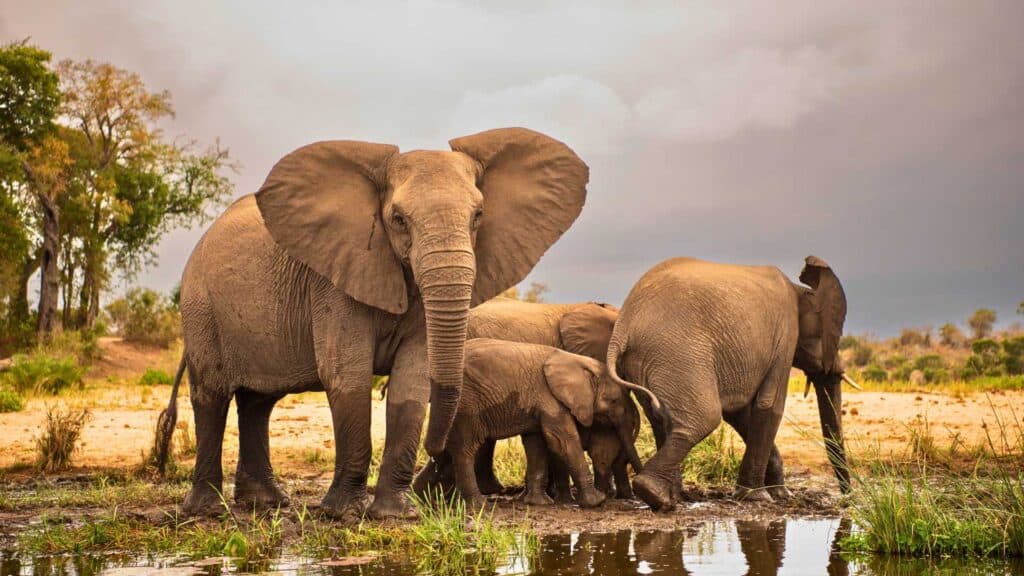 Elephant Spirit animals at a waterhole